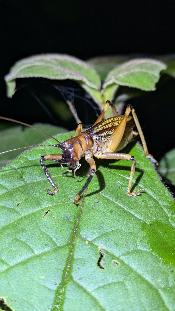 Dicranostomus monoceros