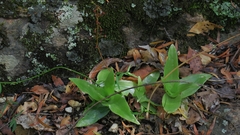 Bulbine latifolia latifolia
