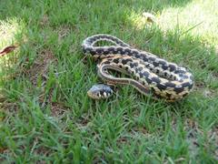 Thamnophis cyrtopsis ocellatus