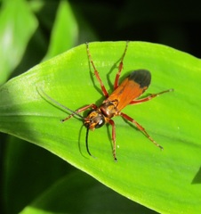 Priocnemis conformis