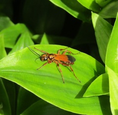 Priocnemis conformis