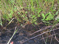 Myosotis verna