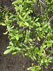 Avicennia