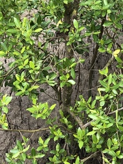 Avicennia