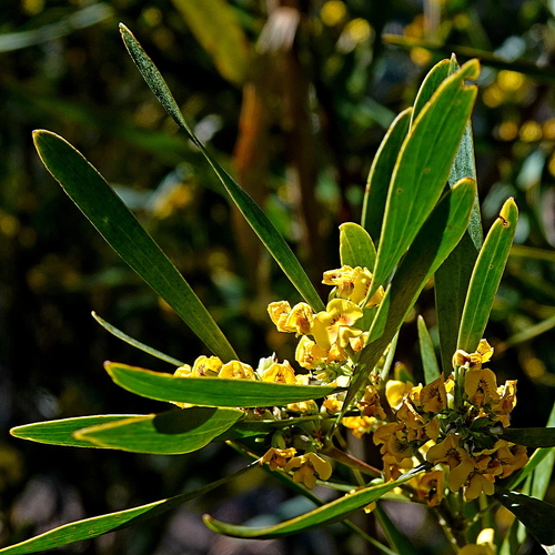 Daviesia suaveolens, 2025-10-14