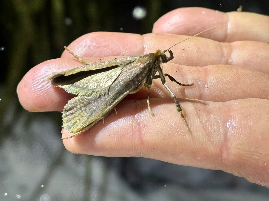 Proditrix nielseni