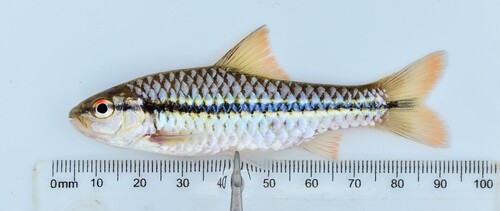 Spotscale barb (Enteromius holotaenia) — Cyprinidae