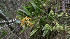 Cyrtorchis arcuata arcuata