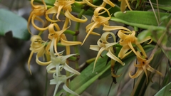 Cyrtorchis arcuata arcuata