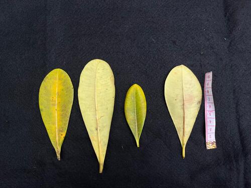 Alstonia spatulata observed 2025-05-22