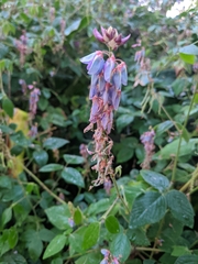 Desmodium intortum