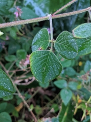 Desmodium intortum