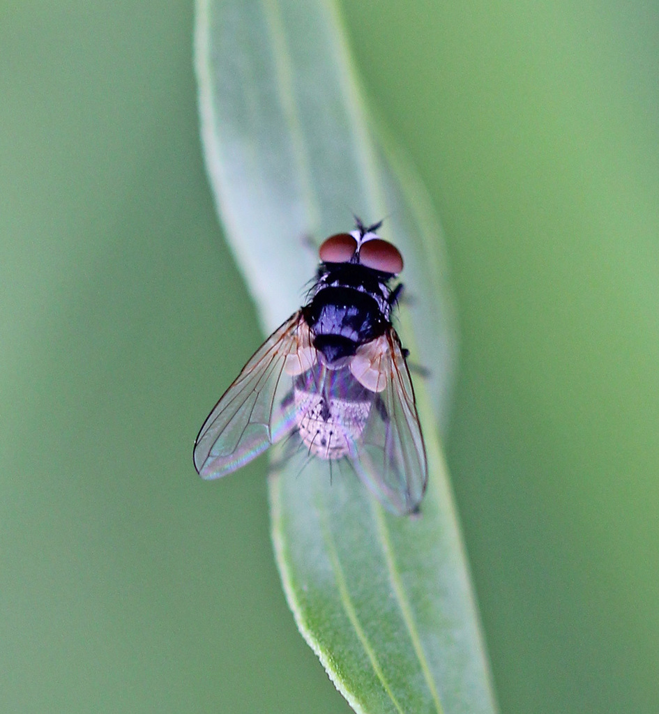 Graphogaster