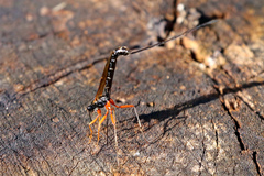 Dolichomitus imperator