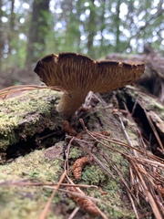 Tricholomopsis scabra