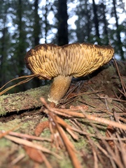 Tricholomopsis scabra