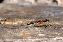 Dolichomitus imperator