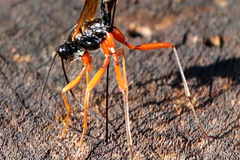 Dolichomitus imperator