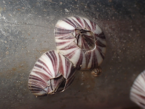 Striped Barnacle