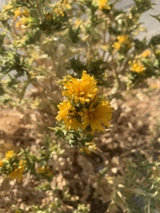 Scolymus