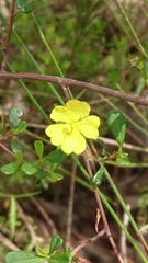 Hibbertia monogyna