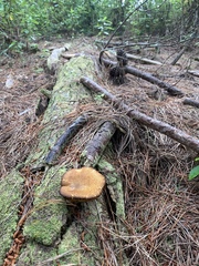 Tricholomopsis scabra