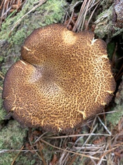 Tricholomopsis scabra