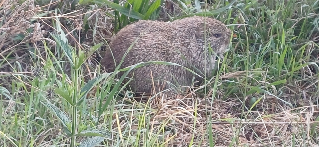 Greater Cane Rat (Thryonomys swinderianus)