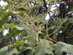 Heliocarpus
