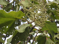 Heliocarpus