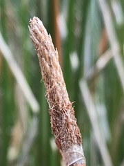 Eleocharis limosa