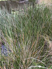 Eleocharis limosa