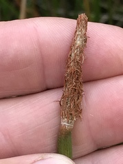 Eleocharis limosa