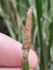 Eleocharis limosa