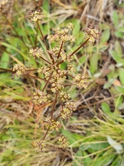 Anisotome filifolia