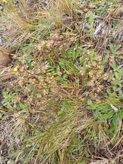 Anisotome filifolia