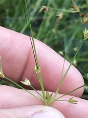 Juncus capensis