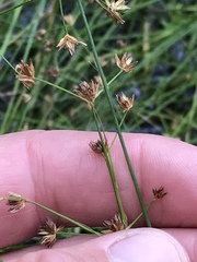 Juncus capensis
