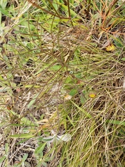 Anisotome filifolia
