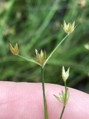 Juncus capensis