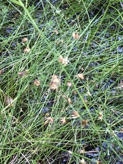 Juncus capensis