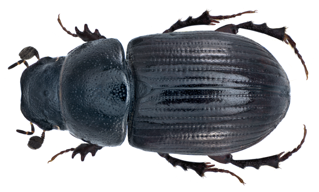Agrilinus constans
