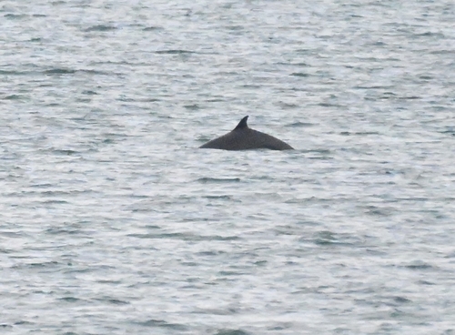 Balaenoptera acutorostrata