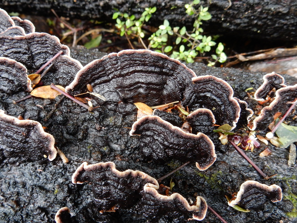 Punctularia strigosozonata · October 2025 · photo: © rayjackson (iNaturalist, cc-by)
