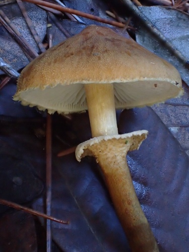 Pearly Powdercap