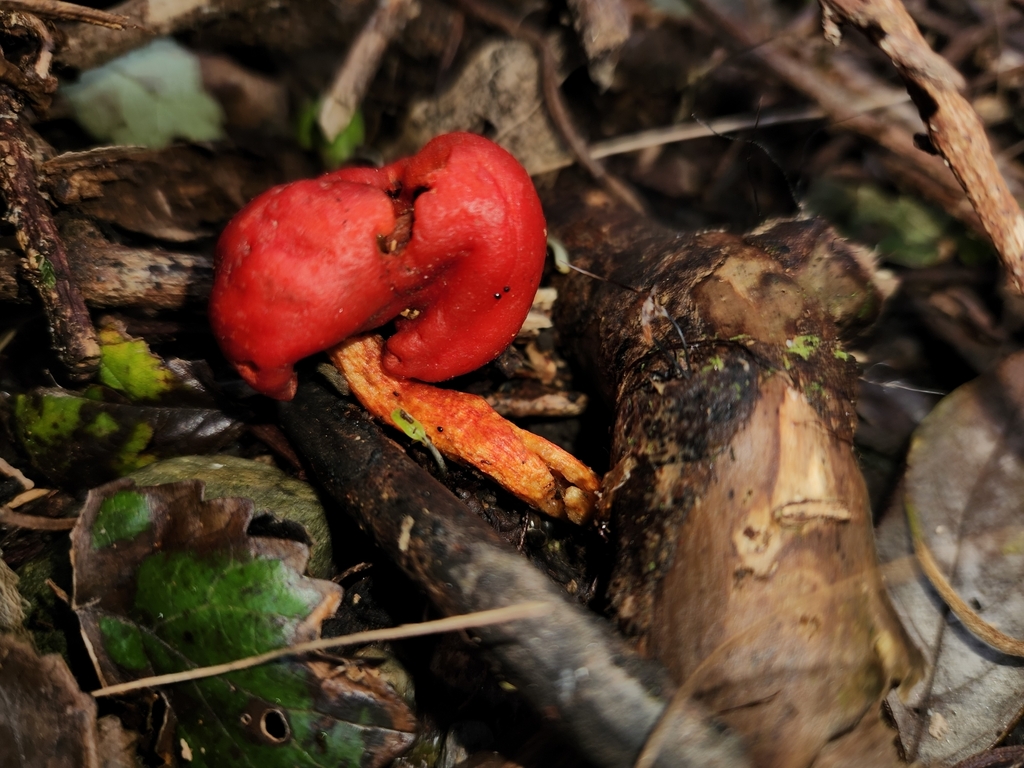 Leratiomyces erythrocephalus · October 2025 · photo: © archie_tarn (iNaturalist, cc-by)