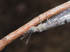 Bandidus canifrons