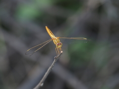 Crocothemis servilia