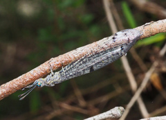 Bandidus canifrons