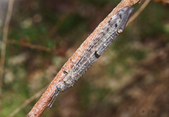 Bandidus canifrons